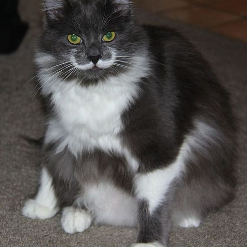 Кот Гамильтон - хипстер с модными усами Кот, Гамильтон, хипстер, с модными, усами