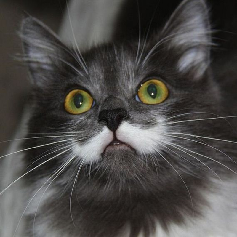 Кот Гамильтон - хипстер с модными усами Кот, Гамильтон, хипстер, с модными, усами