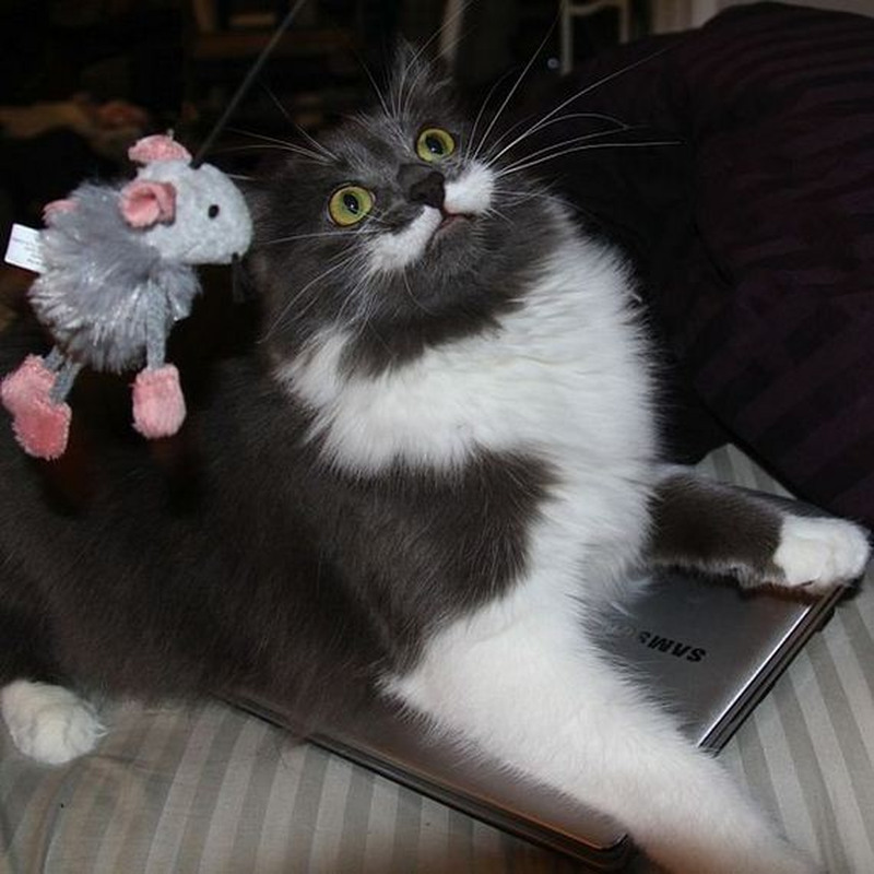 Кот Гамильтон - хипстер с модными усами Кот, Гамильтон, хипстер, с модными, усами