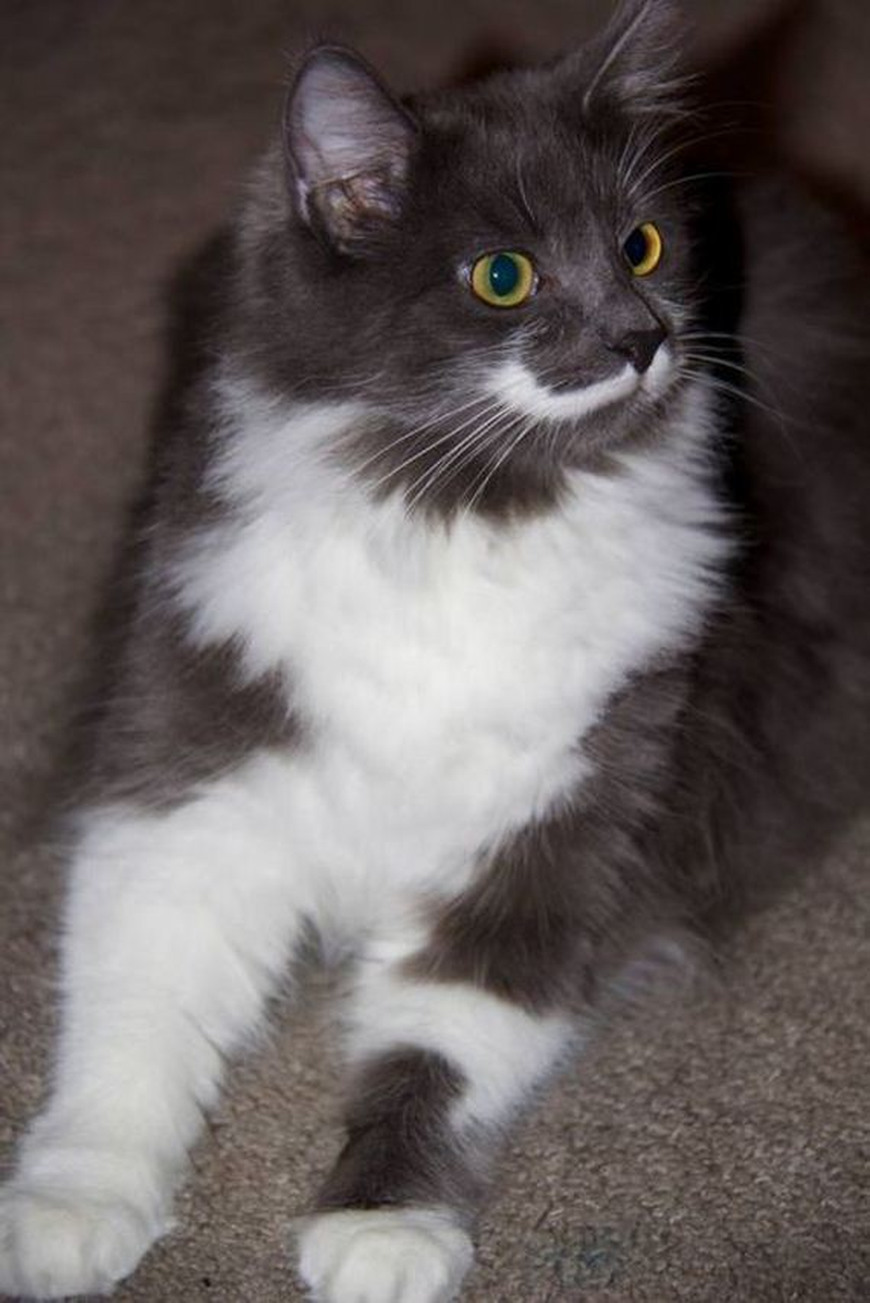 Кот Гамильтон - хипстер с модными усами Кот, Гамильтон, хипстер, с модными, усами