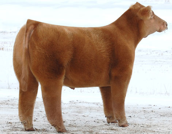 плюшевые бурёнки, безрогие коровы, Lautner farms