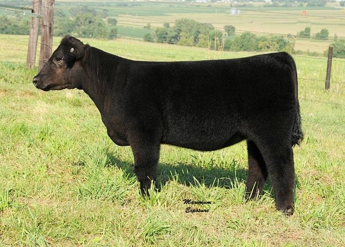 плюшевые бурёнки, безрогие коровы, Lautner farms