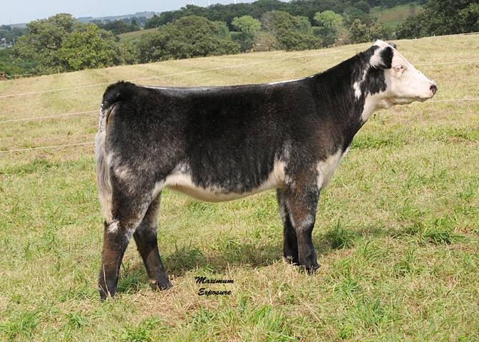 плюшевые бурёнки, безрогие коровы, Lautner farms