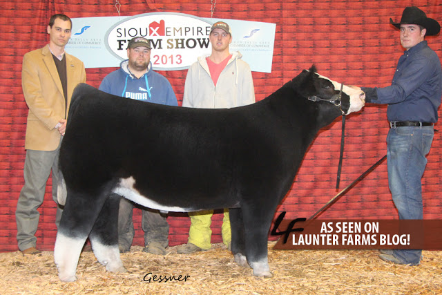 плюшевые бурёнки, безрогие коровы, Lautner farms