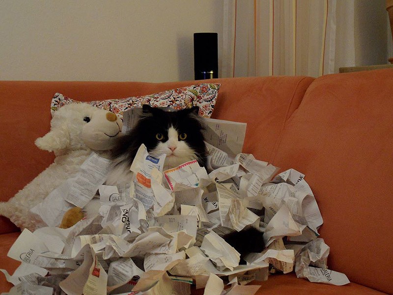 коты прячутся, маскируются, коты играют в прятки