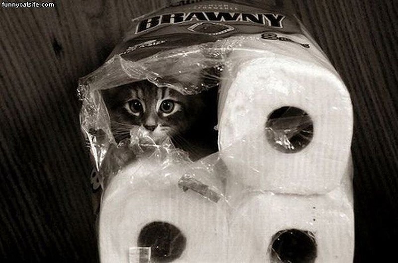 коты прячутся, маскируются, коты играют в прятки