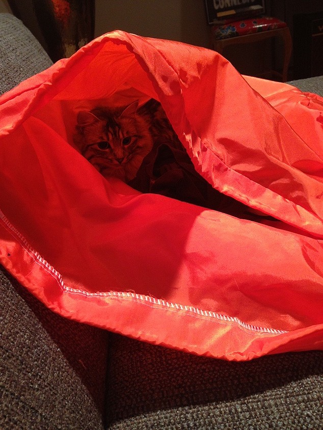 коты прячутся, маскируются, коты играют в прятки