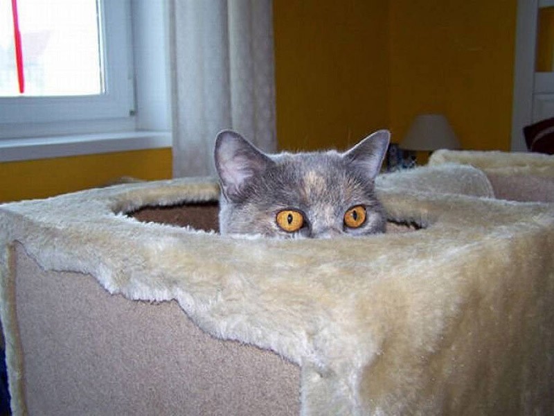 коты прячутся, маскируются, коты играют в прятки