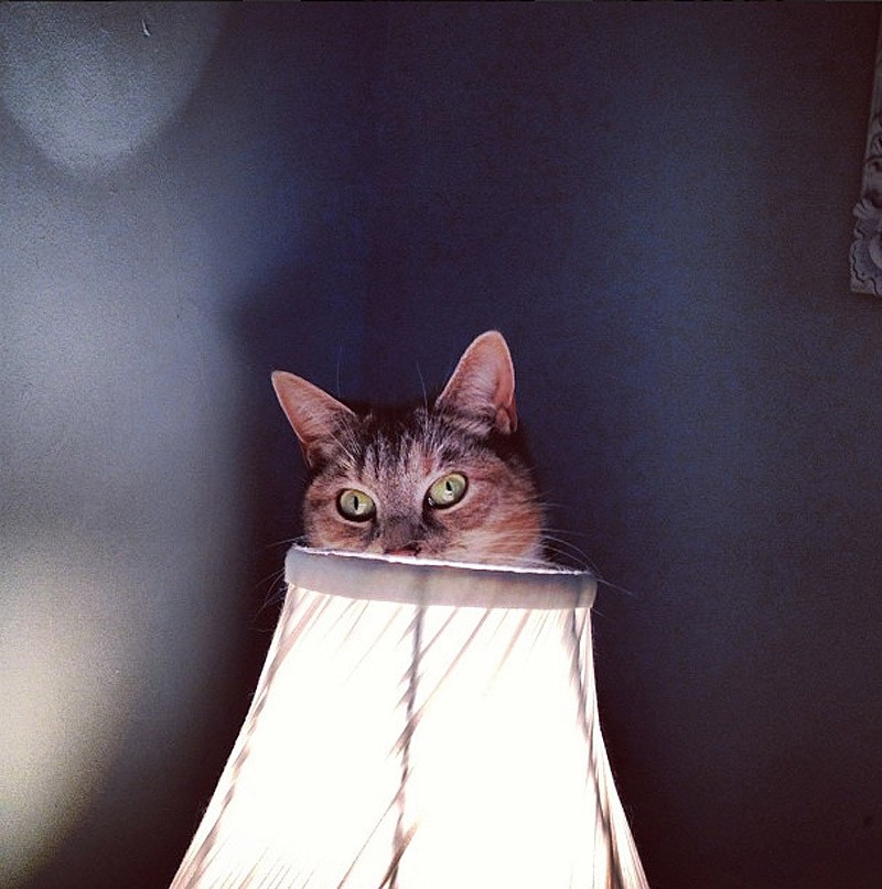 коты прячутся, маскируются, коты играют в прятки