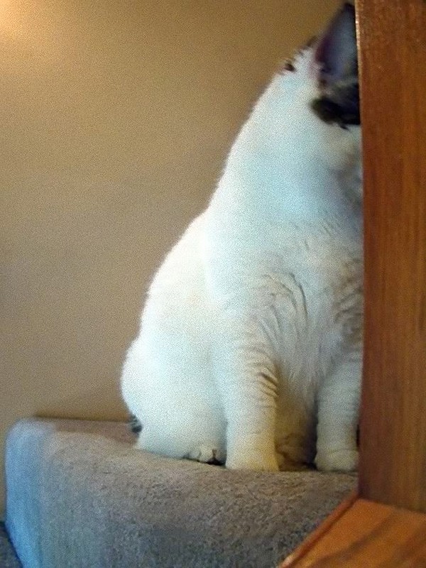 коты прячутся, маскируются, коты играют в прятки