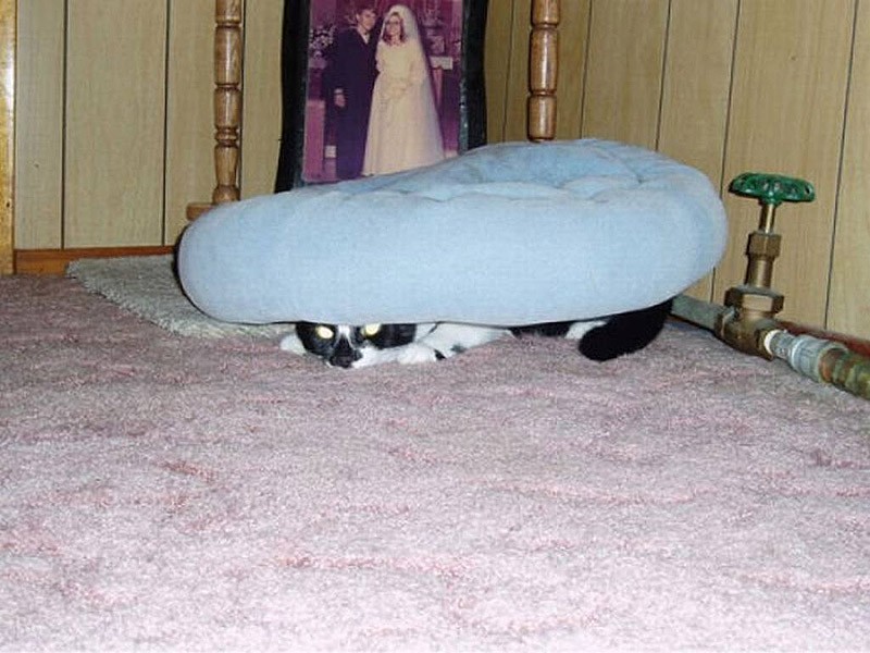 коты прячутся, маскируются, коты играют в прятки