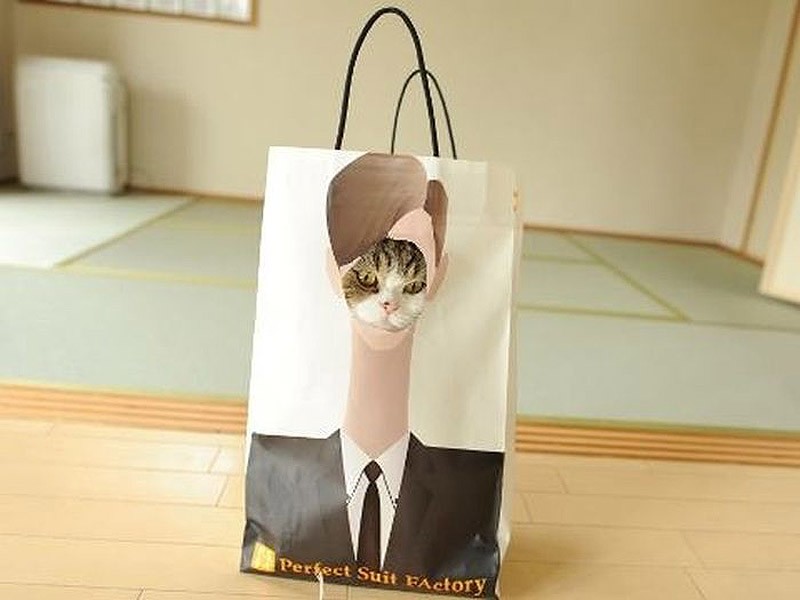 коты прячутся, маскируются, коты играют в прятки