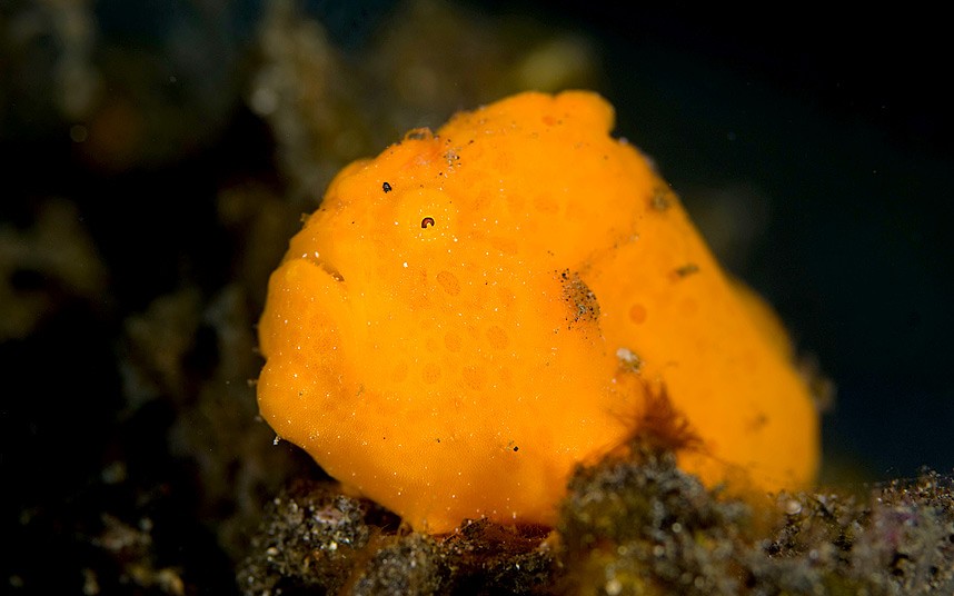 Самые страшные, уродливые, рыбы, жаба,капля, латимерия,