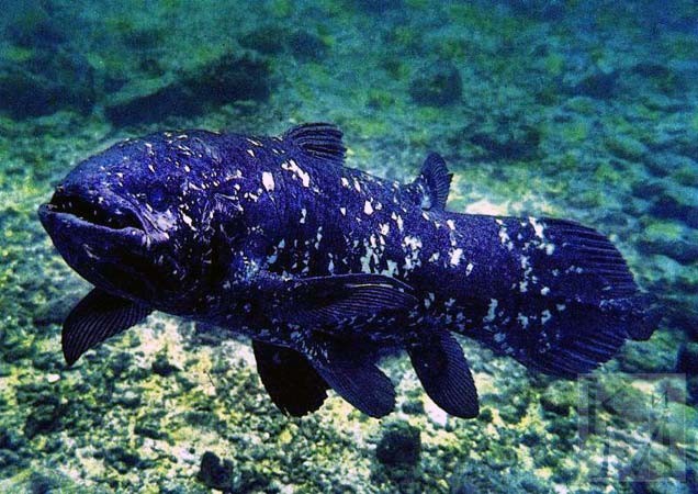 Самые страшные, уродливые, рыбы, жаба,капля, латимерия,