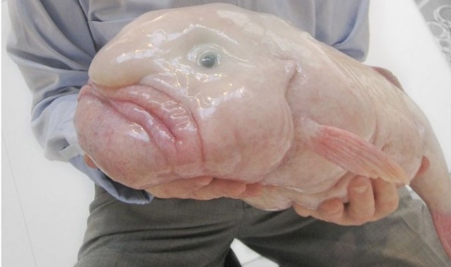 Самые страшные, уродливые, рыбы, жаба,капля, латимерия,