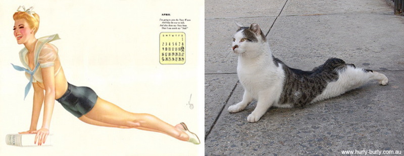 Коты, в пин-ап девушки, ретро-плакат, Cats That Look Like Pin Up Girls, Hurly-Burly