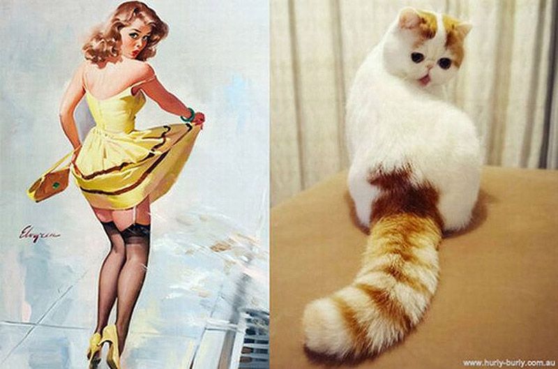 Коты, в пин-ап девушки, ретро-плакат, Cats That Look Like Pin Up Girls, Hurly-Burly
