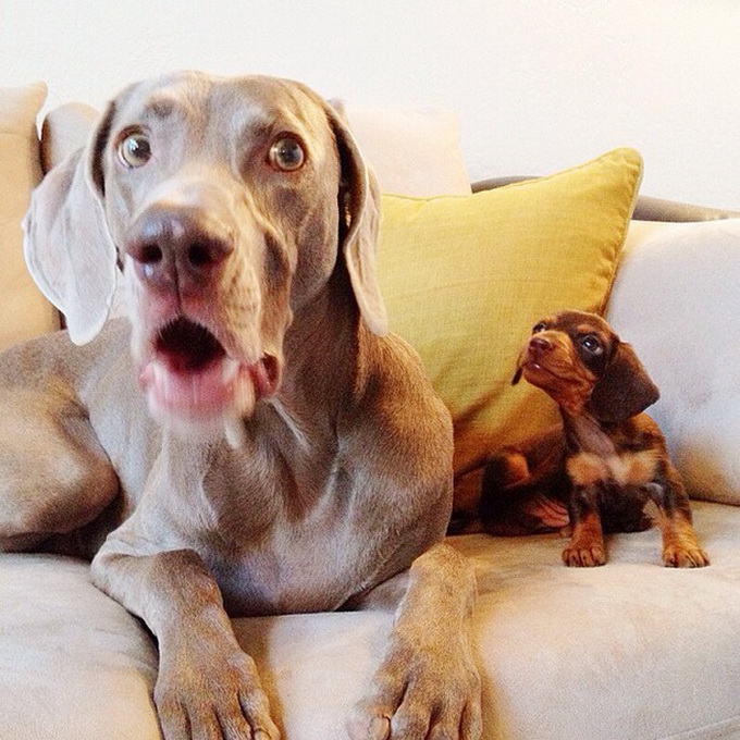 Пёс Харлоу потерял старого друга, но приобрёл нового Пёс, Харлоу, дружба,собаки, Harlow and Indiana,Harlow and Sage