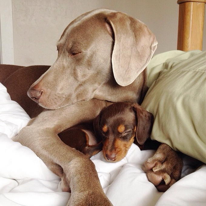 Пёс Харлоу потерял старого друга, но приобрёл нового Пёс, Харлоу, дружба,собаки, Harlow and Indiana,Harlow and Sage