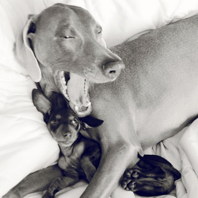 Пёс Харлоу потерял старого друга, но приобрёл нового Пёс, Харлоу, дружба,собаки, Harlow and Indiana,Harlow and Sage