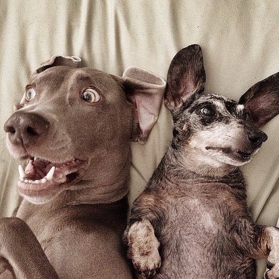 Пёс Харлоу потерял старого друга, но приобрёл нового Пёс, Харлоу, дружба,собаки, Harlow and Indiana,Harlow and Sage