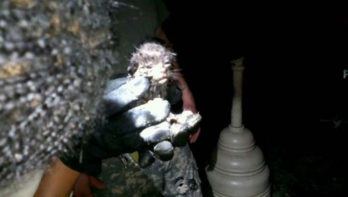 Американские, солдаты, спасли, котенка ,из подземной, сливной трубы