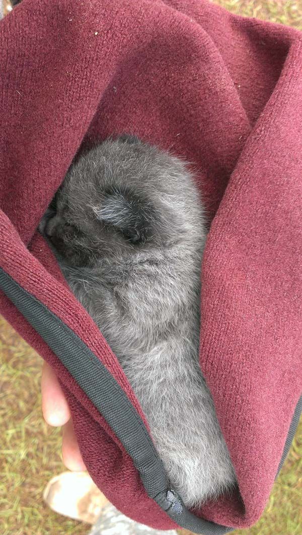 Американские, солдаты, спасли, котенка ,из подземной, сливной трубы