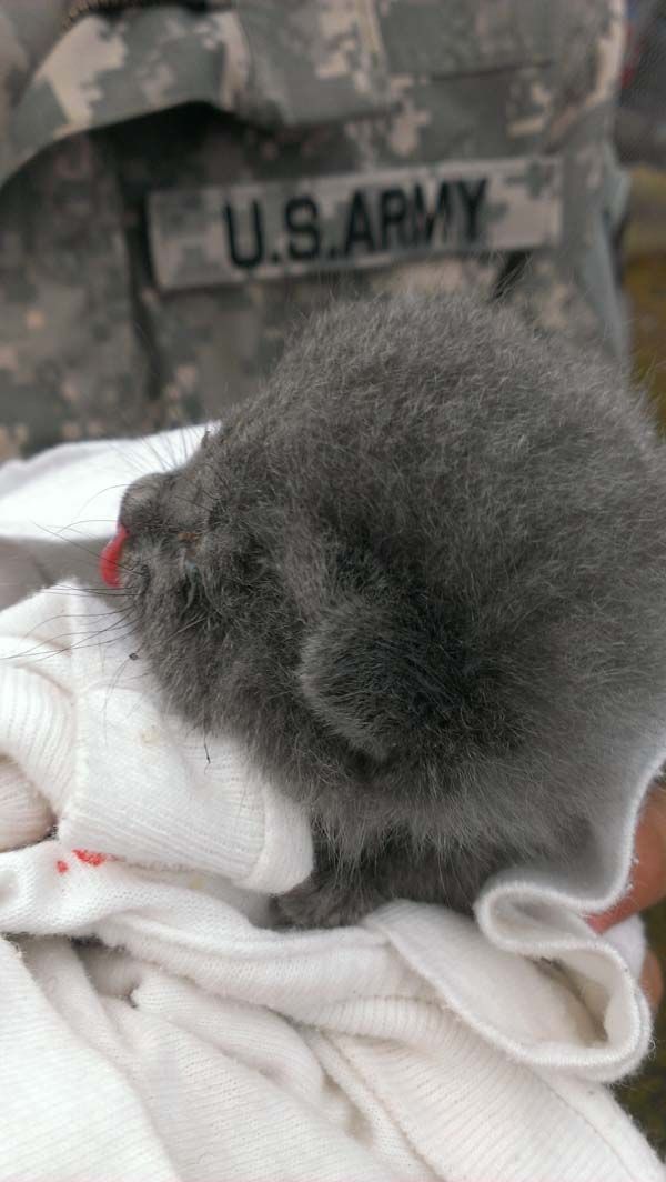 Американские, солдаты, спасли, котенка ,из подземной, сливной трубы