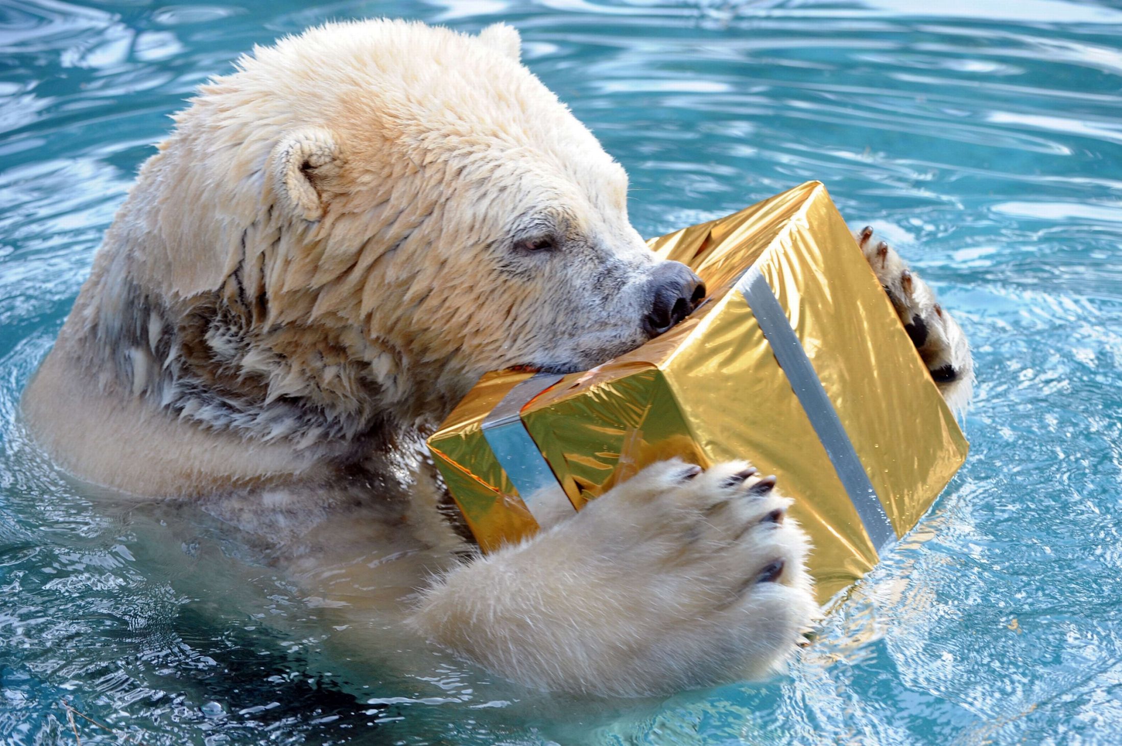 Рождество, животные, празднуют, в мире животных