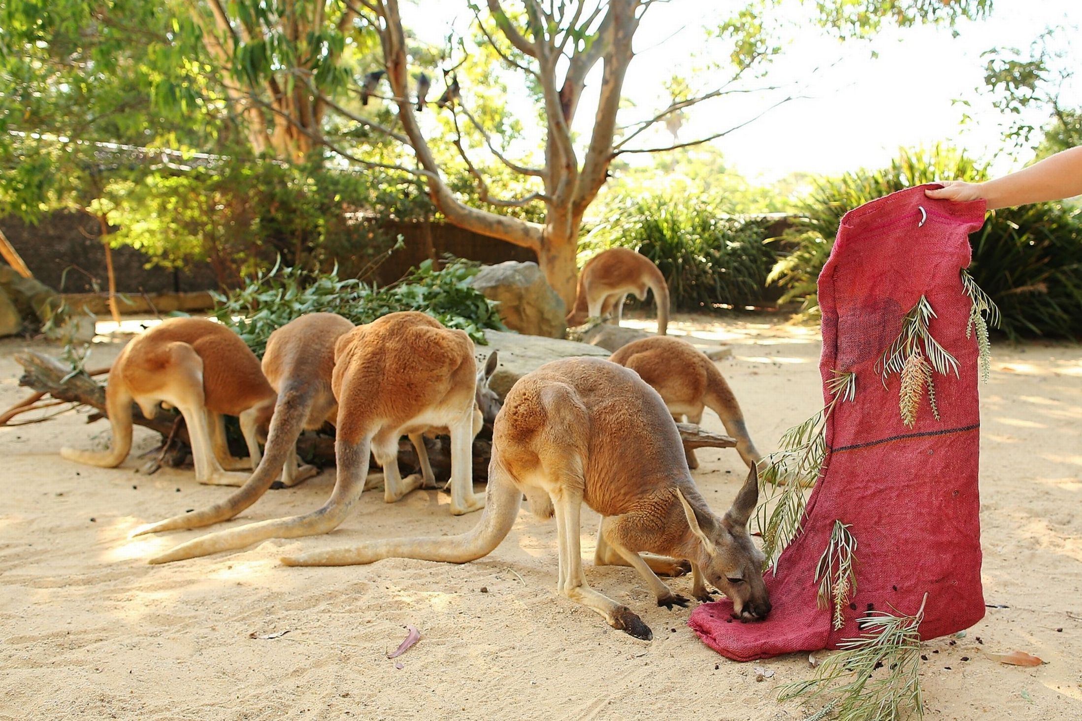 Рождество, животные, празднуют, в мире животных