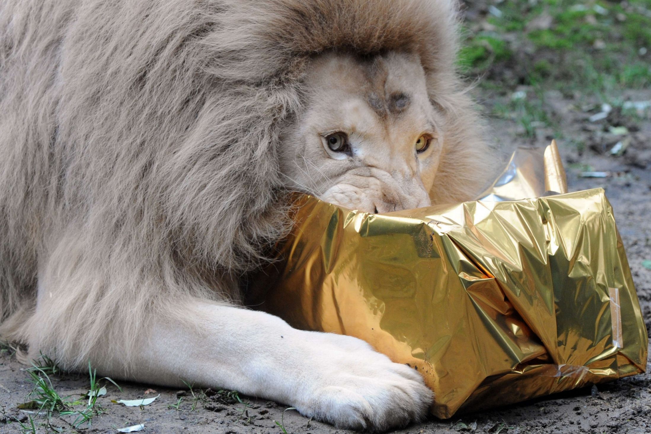 Рождество, животные, празднуют, в мире животных