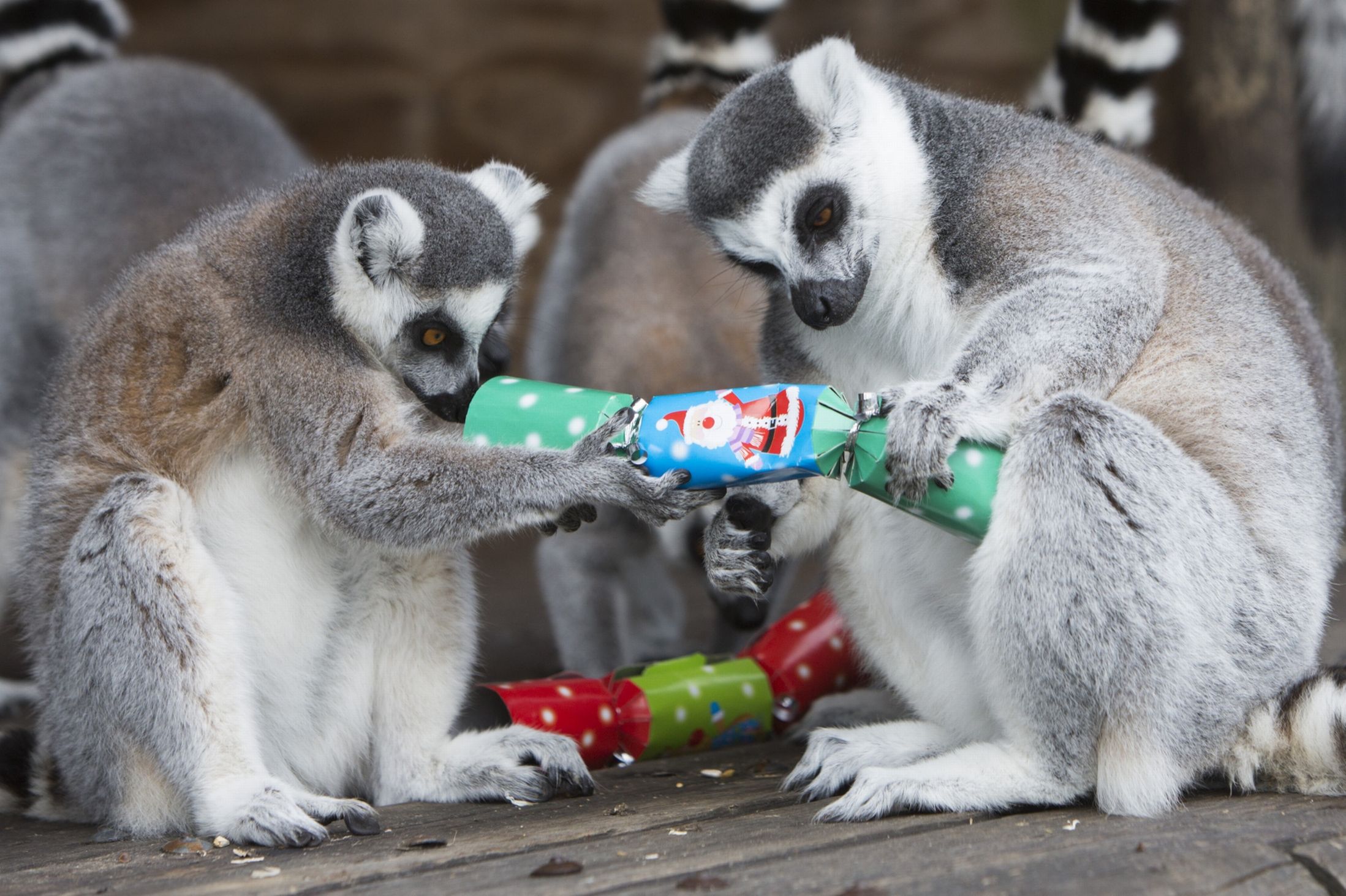 Рождество, животные, празднуют, в мире животных