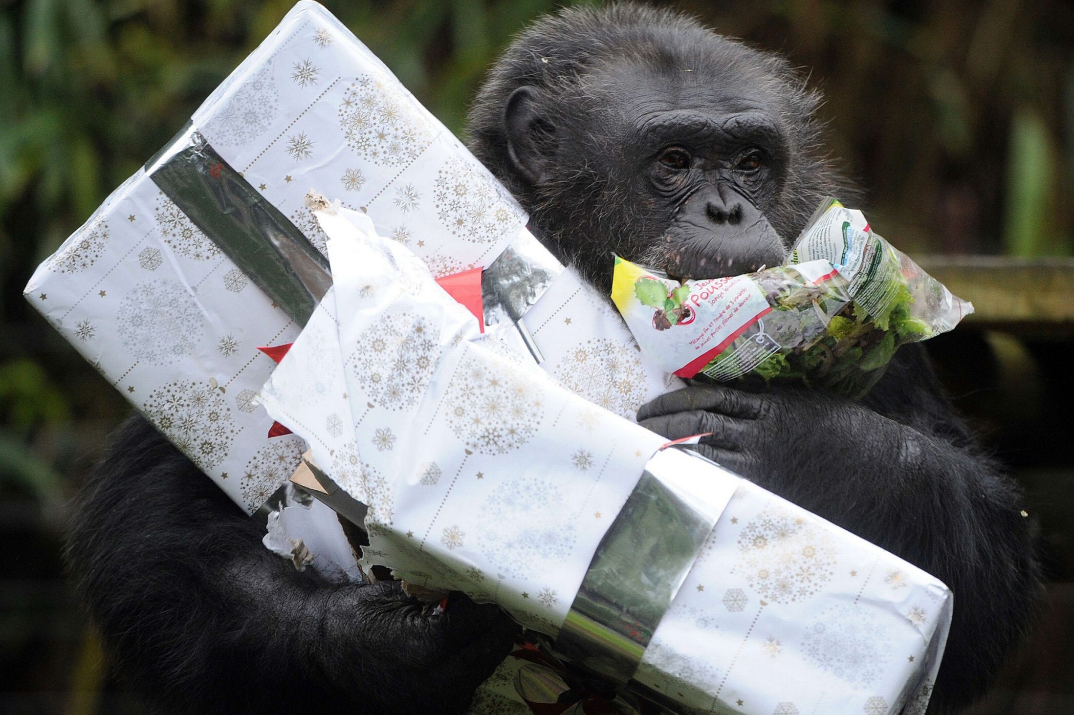 Рождество, животные, празднуют, в мире животных