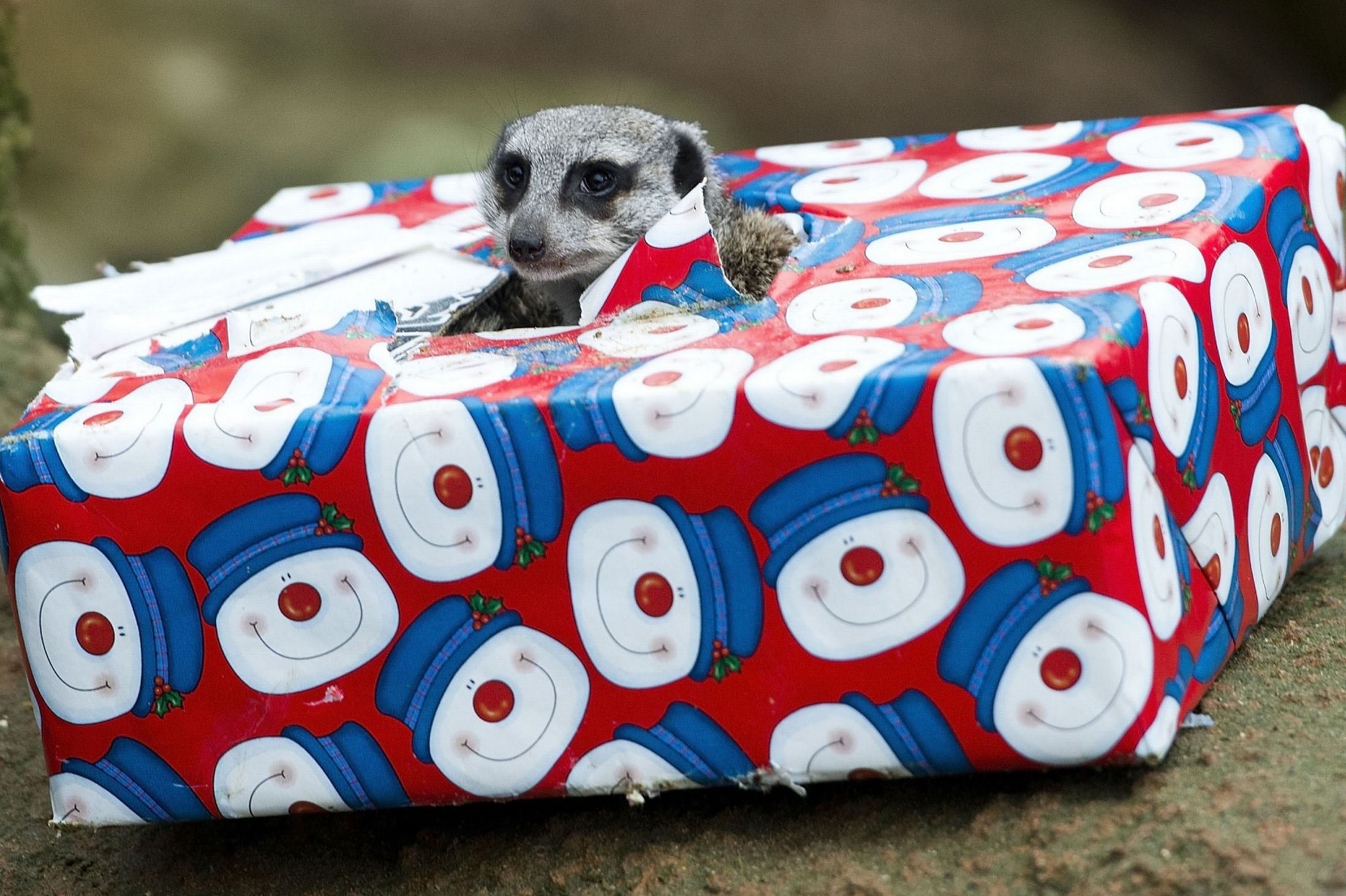 Рождество, животные, празднуют, в мире животных