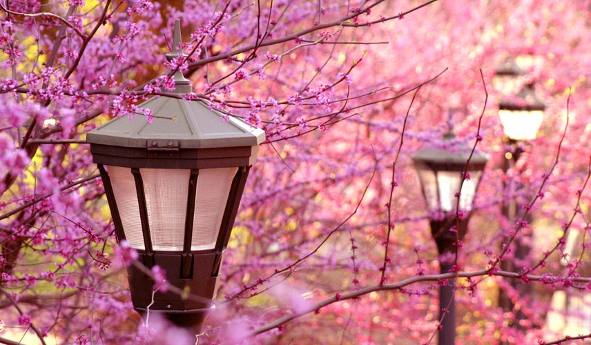 сакура, цветущая вишня