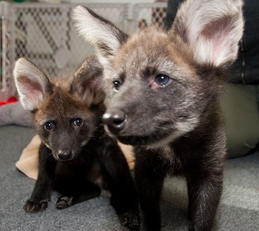 Малоизученные животные, о которых вы и не знали животные о которых вы не знали, редкие животные