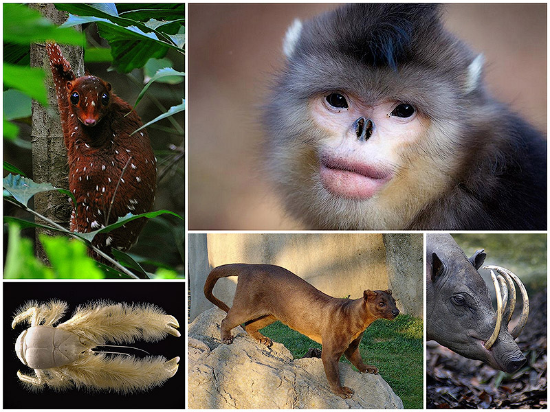Включи наше животное. Необычные животные. Самые редкие виды животных. Самые необычные животные.