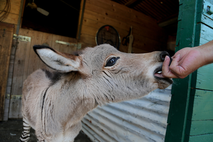 зеброид, гибрид зебры, лошадь, осёл пони