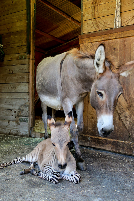 зеброид, гибрид зебры, лошадь, осёл пони