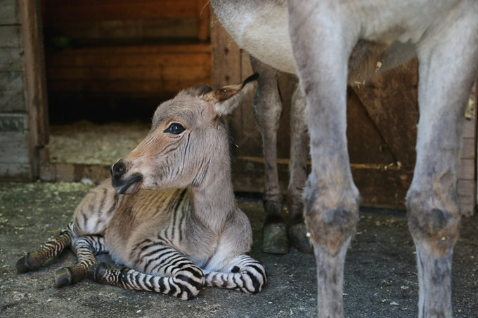 зеброид, гибрид зебры, лошадь, осёл пони