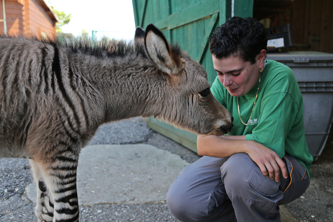 зеброид, гибрид зебры, лошадь, осёл пони