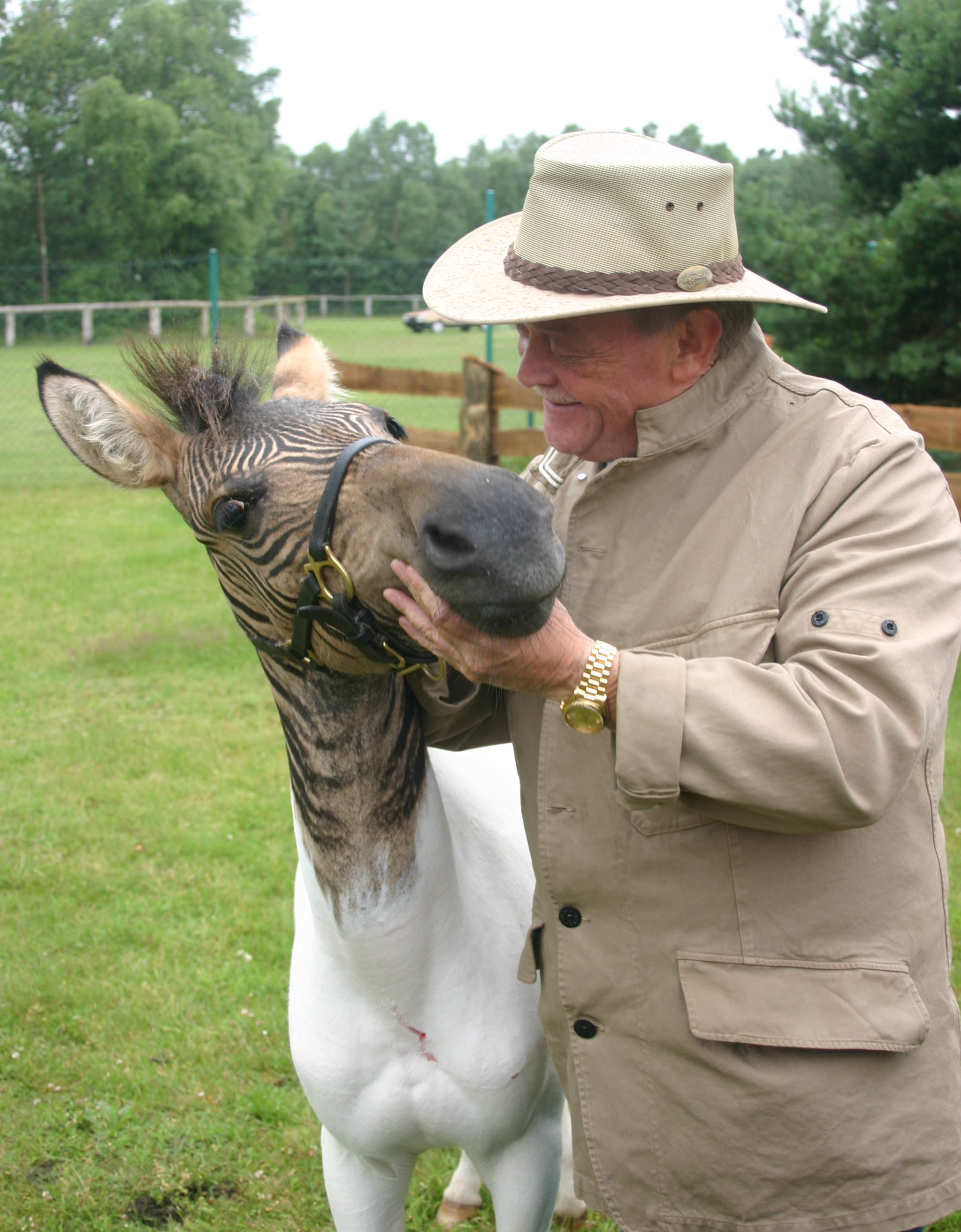 зеброид, гибрид зебры, лошадь, осёл пони