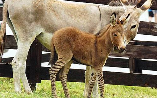 зеброид, гибрид зебры, лошадь, осёл пони