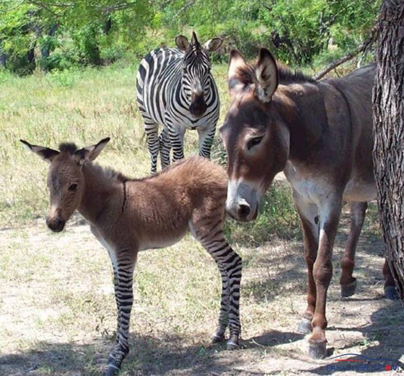 зеброид, гибрид зебры, лошадь, осёл пони