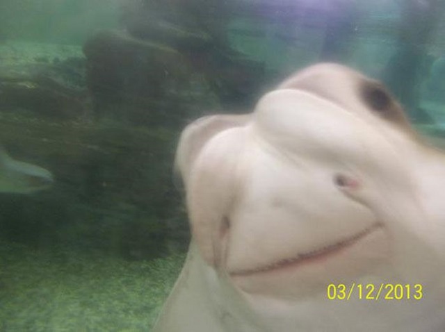 Животные, проказники, влезли в кадр