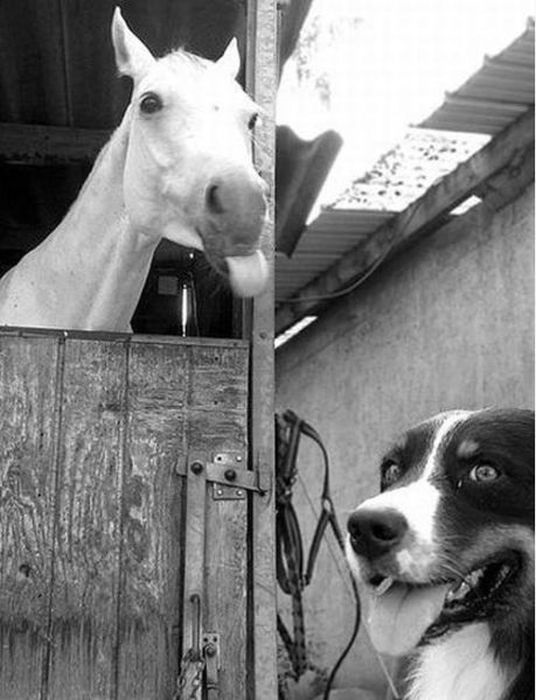 Животные, проказники, влезли в кадр