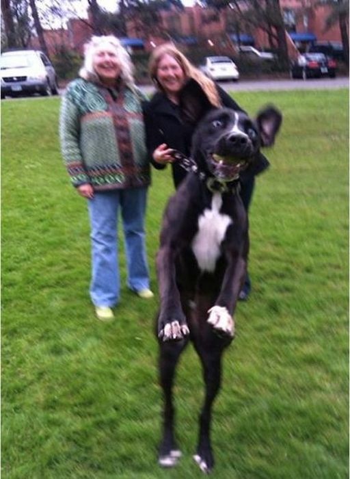 Животные, проказники, влезли в кадр