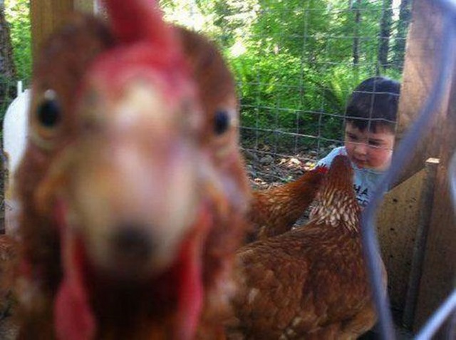 Животные, проказники, влезли в кадр