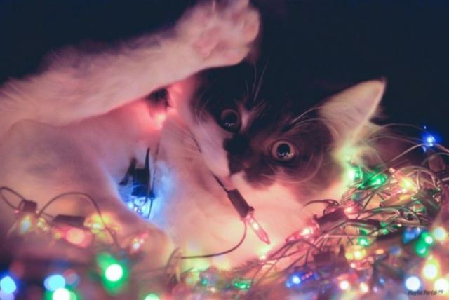 Позитив, юмор, смешные фотографии,прикол