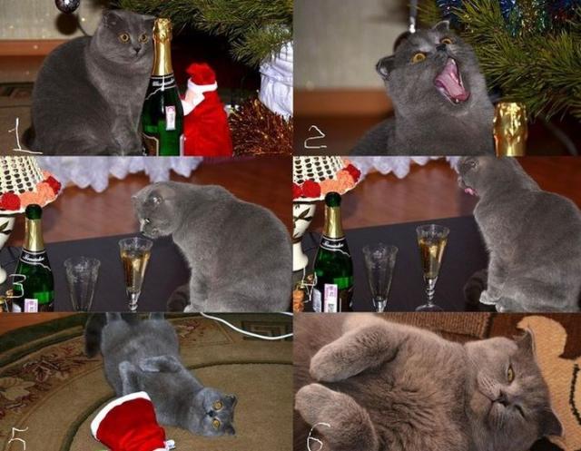 Позитив, юмор, смешные фотографии,прикол